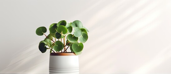 Close up of Chinese money plant indoors in terracotta pot on white table against gray wall Sunlit Indoor gardening hobby idea Copy space image Place for adding text or design