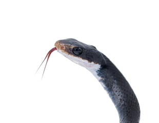 Southern black racer snake - Coluber constrictor priapus - one of the more common species of snake...