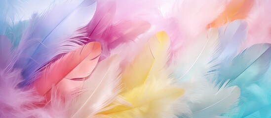 Feather filled multicoloured banner with message area Copy space image Place for adding text or design - obrazy, fototapety, plakaty