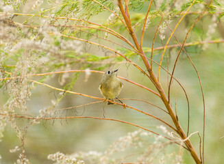 Regulus calendula - ruby crowned kinglet a very small passerine bird found throughout North America and a member of the kinglet family. It has olive green plumage with two white wing bars and eye ring
