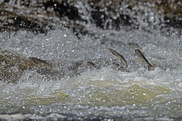 Endemic fish species living in Lake Van in Turkey. Chalcalburnus tarichi, Cyprinidae. A fish that jumps in the water.