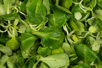 mache lettuce green salad