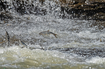 Endemic fish species living in Lake Van in Turkey. Chalcalburnus tarichi, Cyprinidae. A fish that jumps in the water.