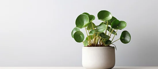 Fotobehang Close up of Chinese money plant indoors in terracotta pot on white table against gray wall Sunlit Indoor gardening hobby idea Copy space image Place for adding text or design © vxnaghiyev