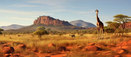 Naklejka premium Giraffe panorama in African Savannah with geological butte Entabeni Safari Reserve South Africa Copy space image Place for adding text or design