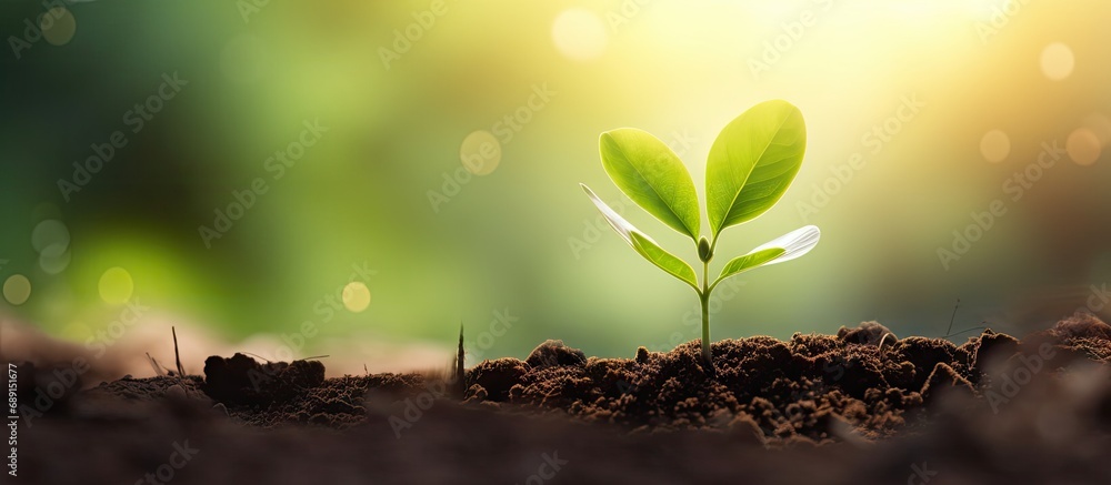 Poster morning light and green nature background with a young plant symbolizing new life growth ecology bus