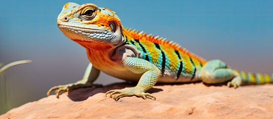 Colorful native lizard sunning on a boulder in the American Southwest Copy space image Place for adding text or design