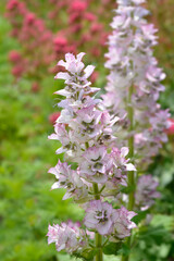 Clary sage flowers