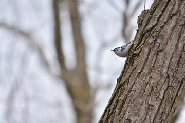 sitelle à poitrine blanche