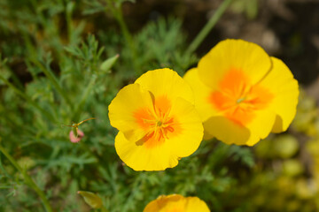 Obraz premium Golden poppy flower 