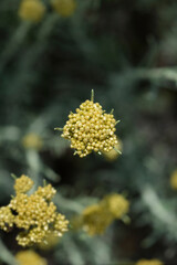 Italian everlasting flower buds