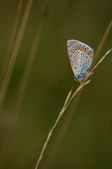 papillon azure au réveille
