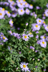 New York aster Professor Kippenberg flowers