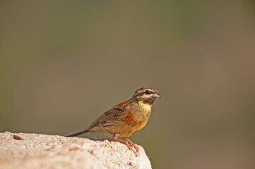 Cirl Bunting (Emberiza cirlus) on stone background. Blurred background.