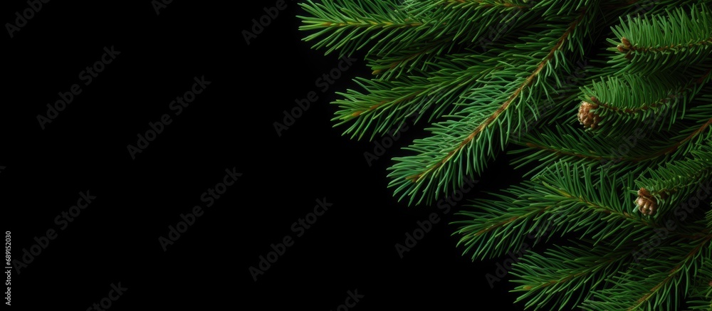 Aufkleber green spruce branch isolated on white background seen from above copy space image place for adding t