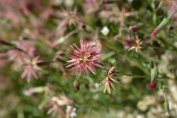 Spreading fleabane seed heads