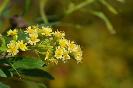 Solidaster Lemore flowers