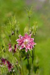 Columbine Nora Barlow flowers and seed pods