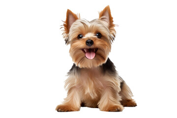 Cute Smiling Maltipool Puppy With A Brown And White Coat On A Transparent Background, Png.
