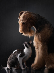 A curious cat gazes up at a stoic Airedale Terrier dog, a study of companionship in dramatic studio lighting