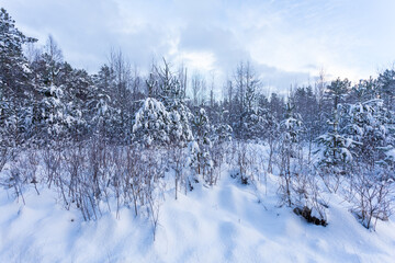 Forest Covered by Snow in Winter Landscape