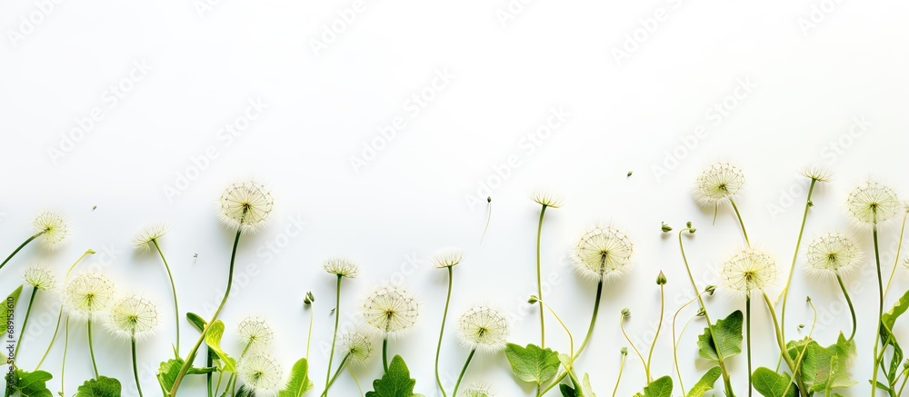 Poster Dandelion flowers on white background in artistic spring layout Copy space image Place for adding text or design