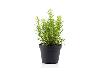 rosemary inside a black pot