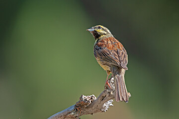 Cirl Bunting (Emberiza cirlus) on a branch. Blurred green background.