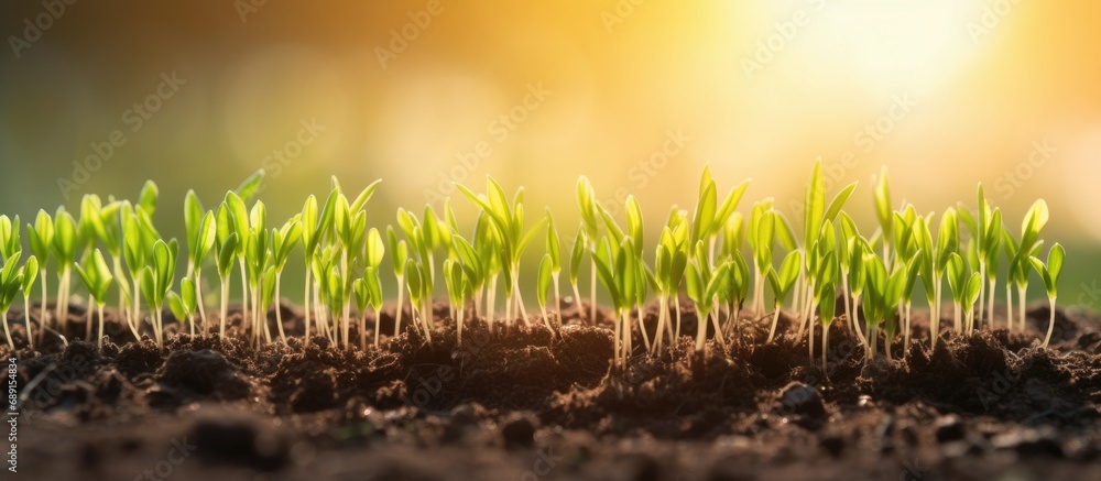 Fototapete Growing in field green wheat sprouts Field with rye sprouting at sunset Copy space image Place for adding text or design