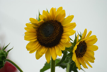 Wonderful yellow sunflower in the garden - 689155241