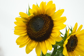 Beautyful sunflower close up in the garden - 689155249