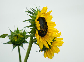 Wonderful yellow sunflower in the garden - 689155259