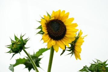 Wonderful yellow sunflower in the garden - 689155261