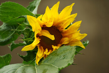 Beautyful sunflower close up in the garden - 689155269