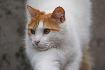 Portrait of a lovely domestic cat - 689155284