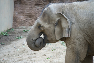 Fototapeta premium 動物園のゾウ