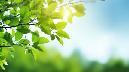 Obraz premium Closeup tree brunch with green leaves against sunny blue sky background