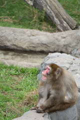 吠えて威嚇しているニホンザル