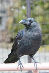 パイプに止まっているハシブトガラスの全体像