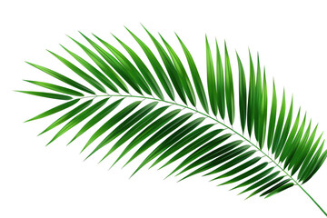 Tropical Green Palm Leaf On Transparent Background, Transparent White Background, Png.
