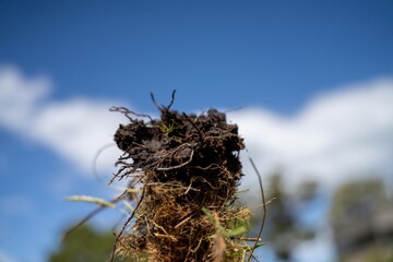 plant and soil agronomy by a farmer in a field