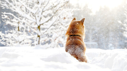 Shiba Inu dog with a fabulous winter forest