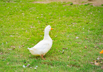 white goose on a background of green grass