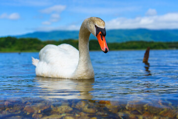 透き通る池を泳ぐ優雅なコブハクチョウ
