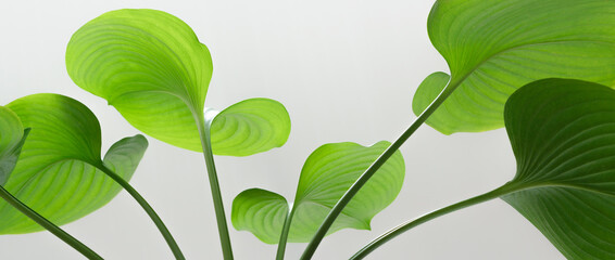 Close-up macro plant in soft focus nature green leaves curve abstract on space white background.Minimal natural botanical leaf flora desktop wallpaper,website cover ecology banner backdrop design.