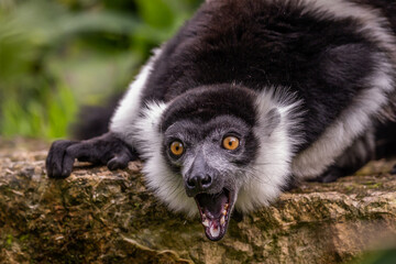 White belted ruffed_lemur shouting wide mouthed