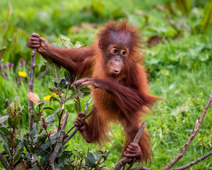 Young Sumatran Orangutang playing © Peter Robinson
