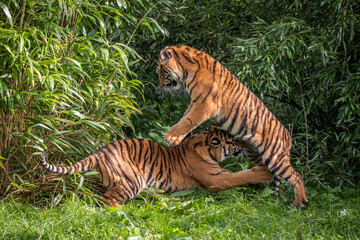 Fototapeta na wymiar Two Sumatran Tigers