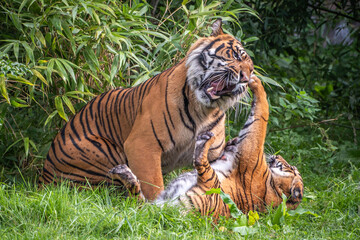 Two Sumatran Tigers play fighting