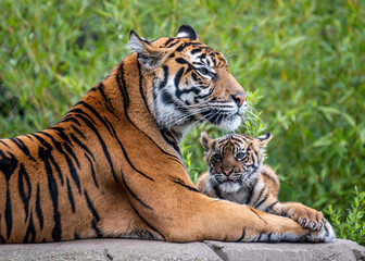 Sumatran Tiger and cub